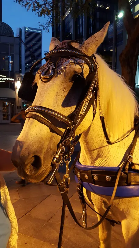 3_Irish Rose Carriages