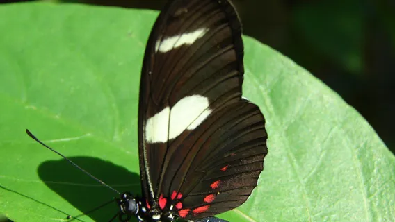 Mariposario Tambopata