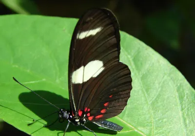 Mariposario Tambopata