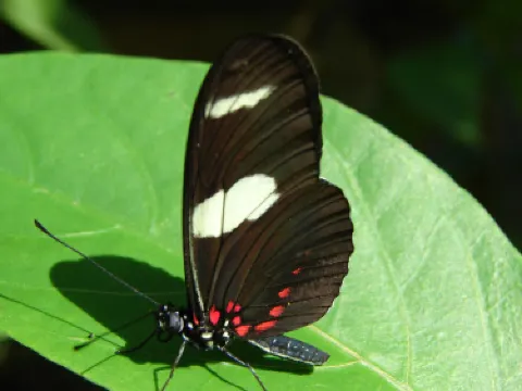 Mariposario Tambopata