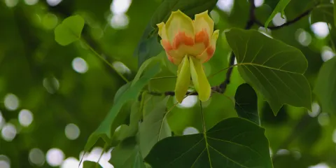 Mitsuke English Garden