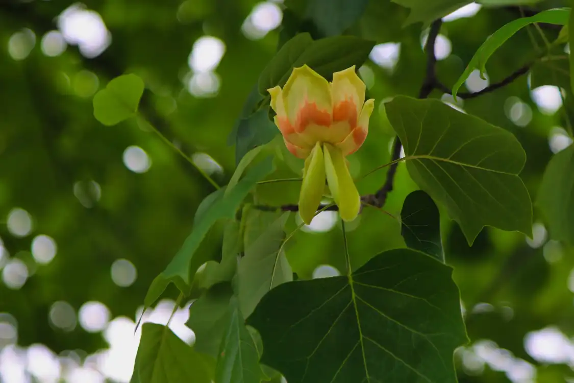 Các khách sạn gần Mitsuke English Garden