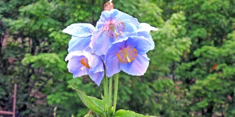 Blue Opium Poppy of Nakamura Farm