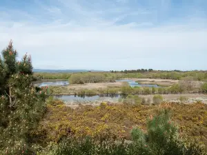 Laguna de Cospeito