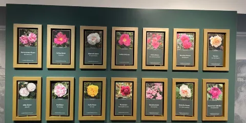 Rosenmuseum Steinfurth