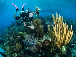 Dive Bermuda - Grotto Bay