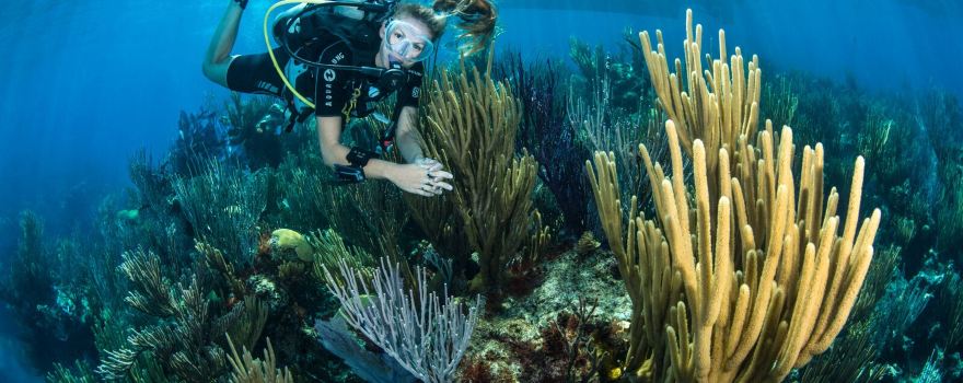Dive Bermuda - Grotto Bay