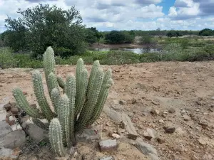 Arena Alencar