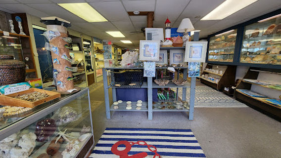 Discovery Seashell Museum