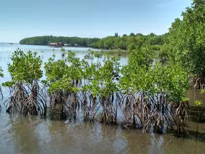 Mangrove tour Bebanga