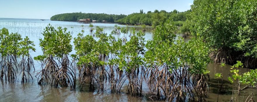 Mangrove tour Bebanga