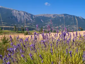 Camping Park Sérigons