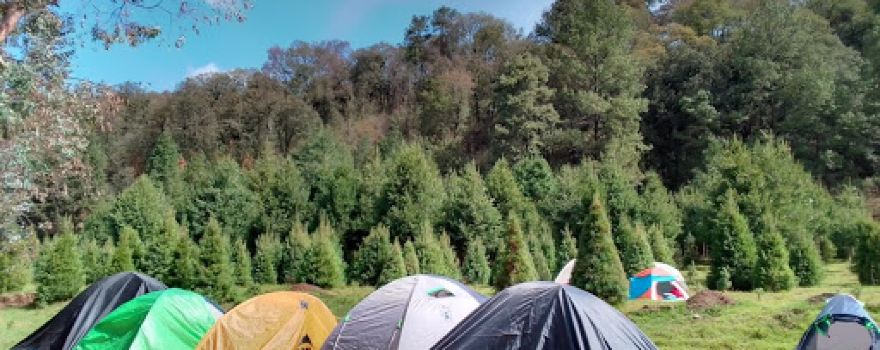 Bosque Paraje "Telcoyonqui"