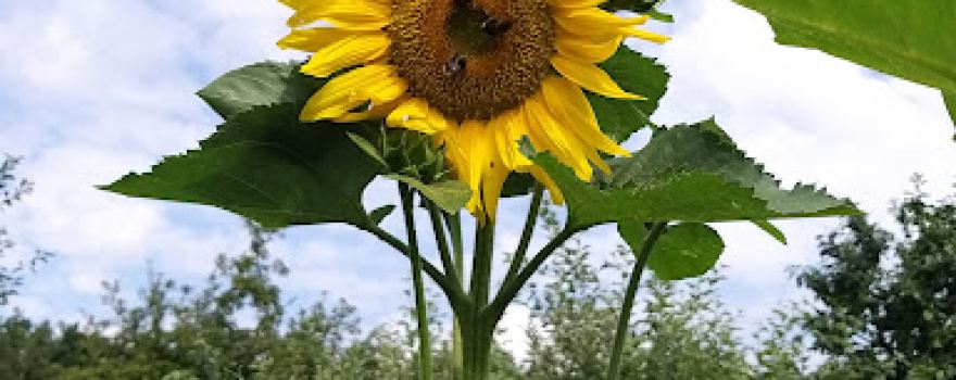 Family allotment gardens Relax