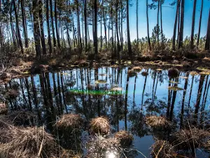 Lagunes du Gât Mort
