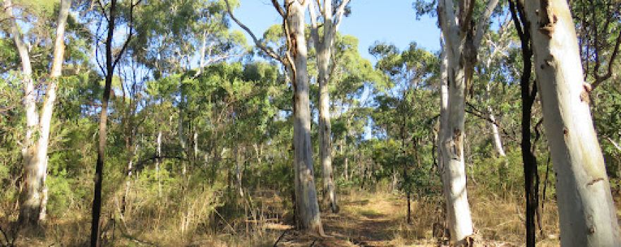 Coppins Bush Reserve