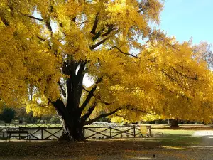 Park Villa Gandini