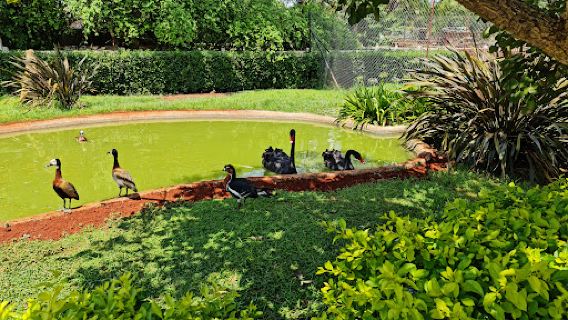 Birds at 30