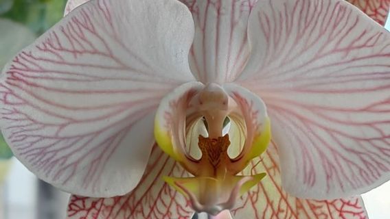 Yunnan Flower Demonstration Garden