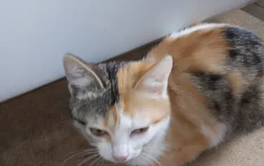 Rayskiy Ugolok G'amushi