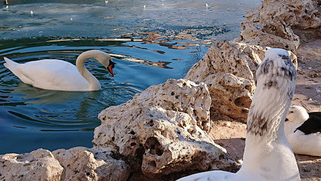 Fuente del Estanque del Parque de La Alamedilla