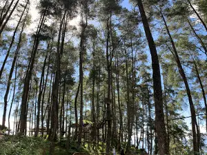 Pango-Pango Makale