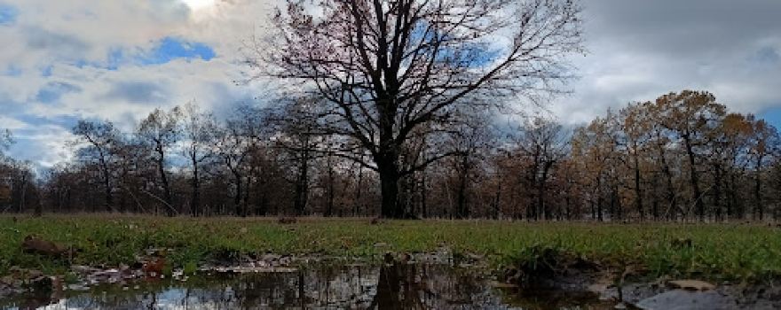 Rezervația naturală Laleaua Pestriță