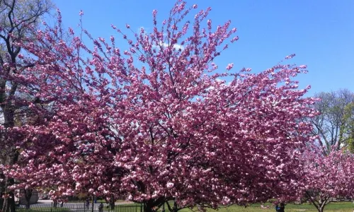 Prospect Park
