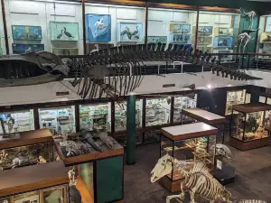 University of Aberdeen Zoology Museum