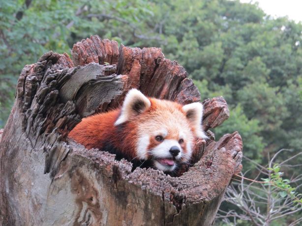 Chausuyama Zoo