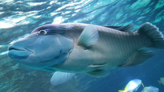 Aquarium Wilhelmshaven incl. Prehistoric Sea Museum