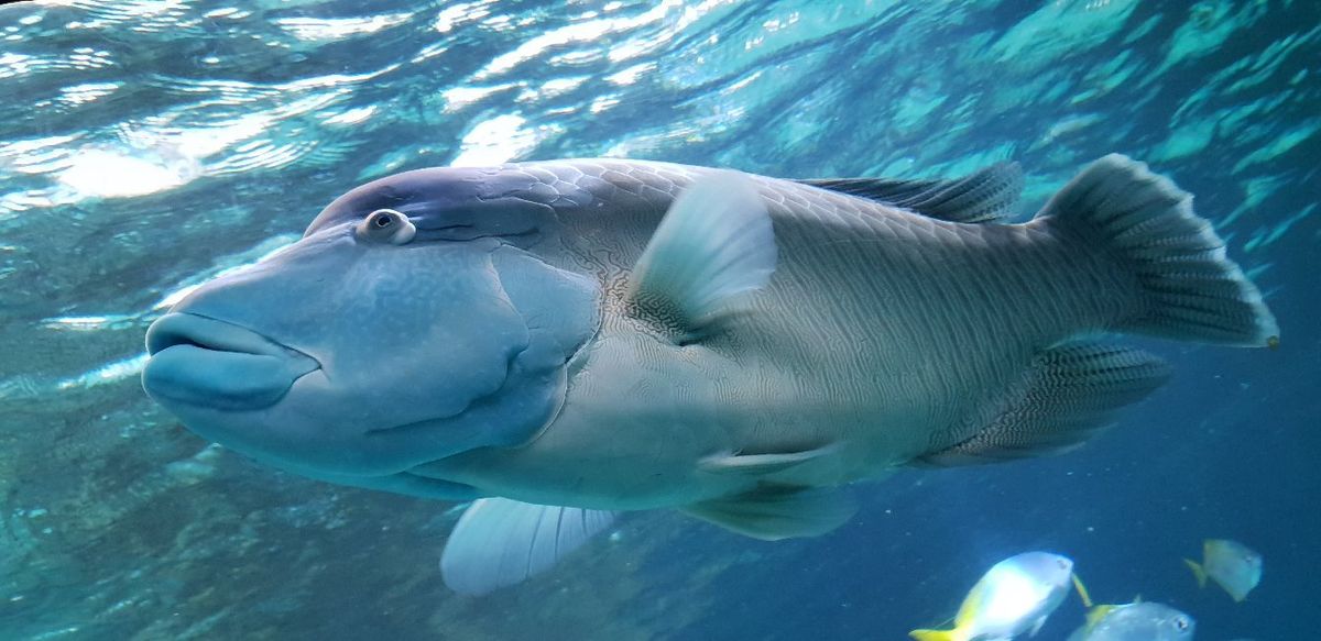 Aquarium Wilhelmshaven incl. Prehistoric Sea Museum