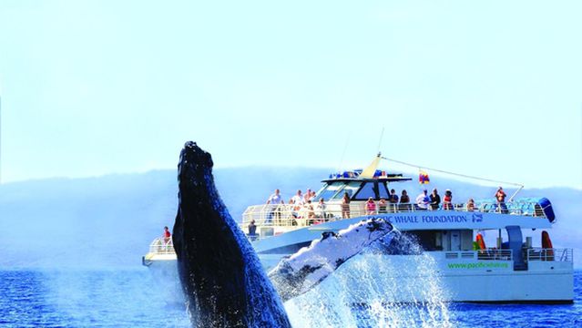 PacWhale Eco-Adventures