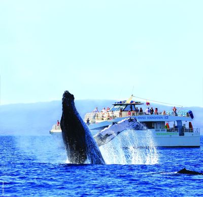 PacWhale Eco-Adventures