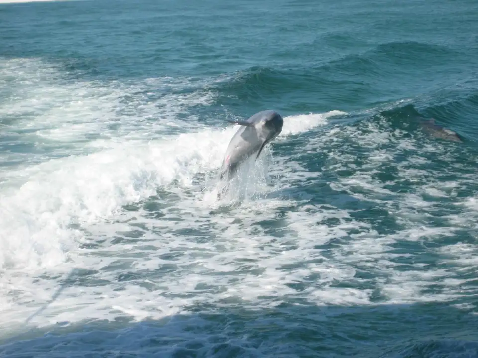 4_Southern Star Dolphin Cruise