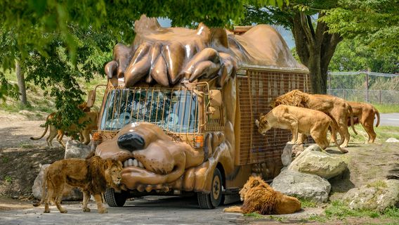 Kyushu Wildlife Park African Safari