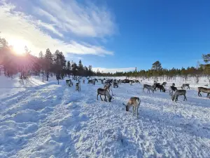 Reindeer Farm Petri Mattus