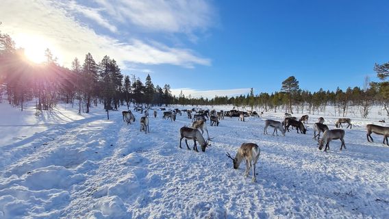 Reindeer Farm Petri Mattus