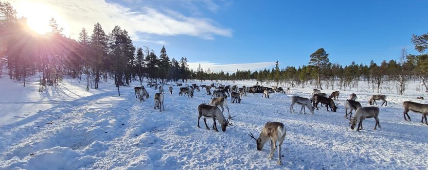 Reindeer Farm Petri Mattus
