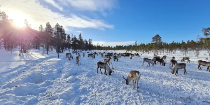 佩特裡馬特斯馴鹿農場 Reindeer Farm Petri Mattus