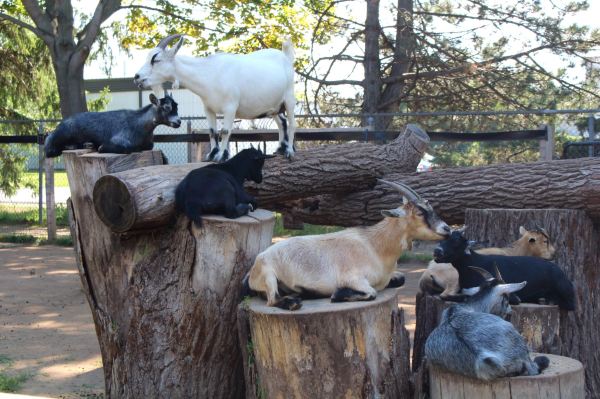 Happy Rolph's Animal Farm