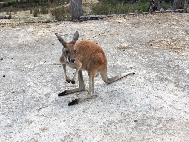 Warrawong Wildlife Sanctuary