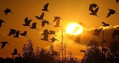 Dormitorio das Garcas