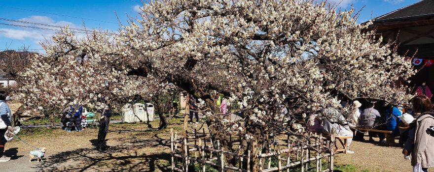 Ogose Plum Grove