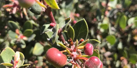 Elfin Forest Preserve