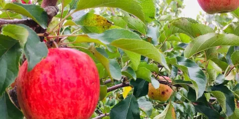 Yokoyama Fruit Farm