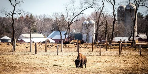 Readington River Buffalo Farm