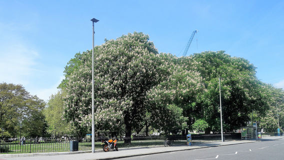 Friends of St. James' Park