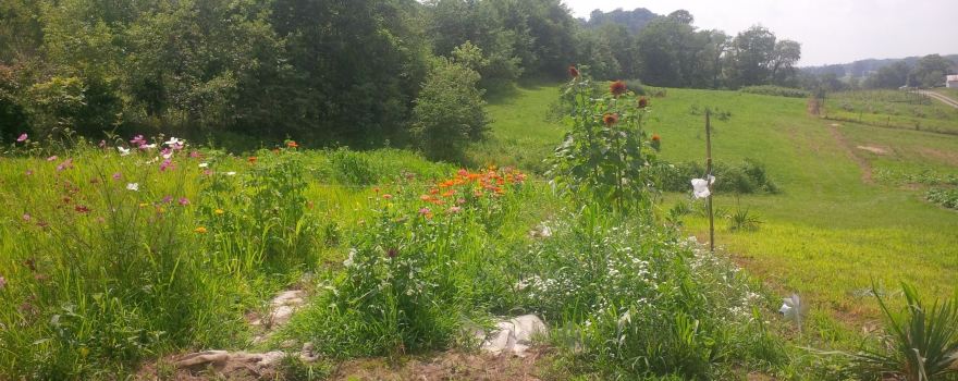 Laurel Springs Farm