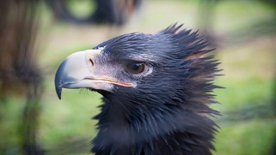 Raptor Refuge